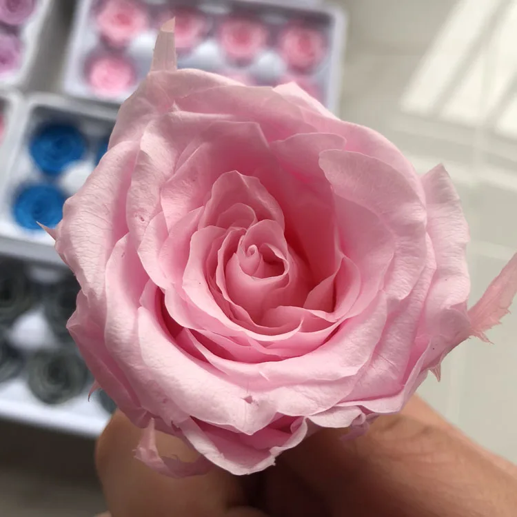 8PCs/LODZIŅĀ Augstas Kvalitātes Konservēti rožu lodziņu Nemirstīgs Rose Puķu DIY Materiālu Vairumtirdzniecība Ziedu Dekorācijas Mūžīgo ziedi 4CM