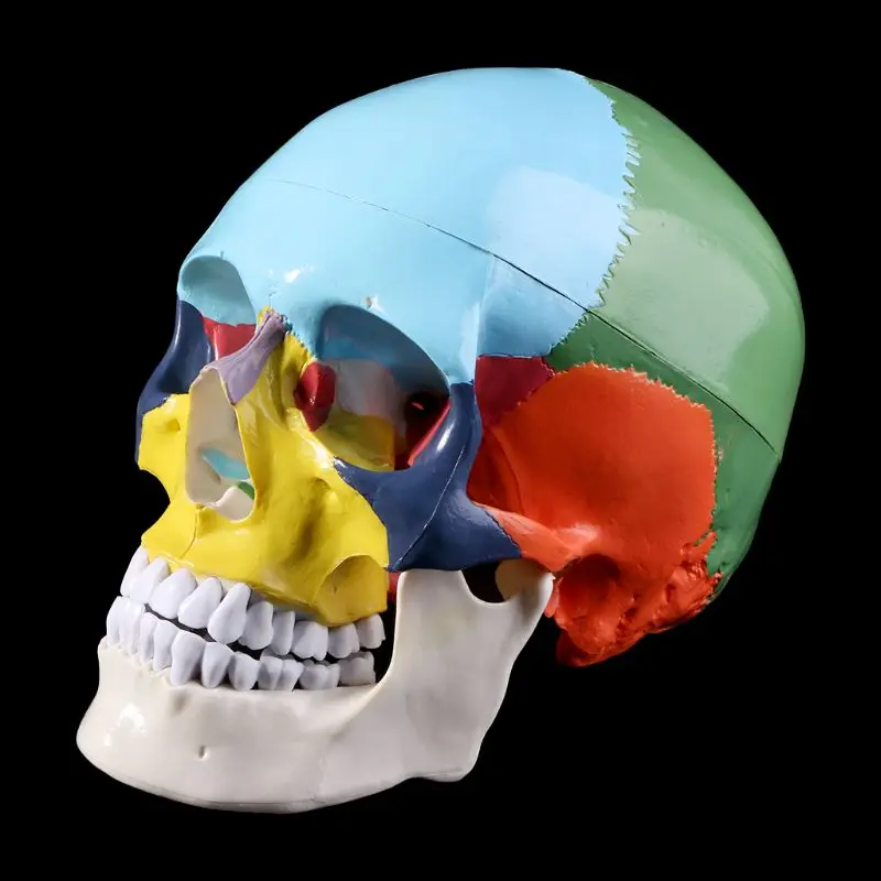 Dzīves Izmēra Krāsains Cilvēka Galvaskausa Modeli, Anatomijas Anatomijas Mācību Skeletu Galvas Studē Mācību materiāli C5AE