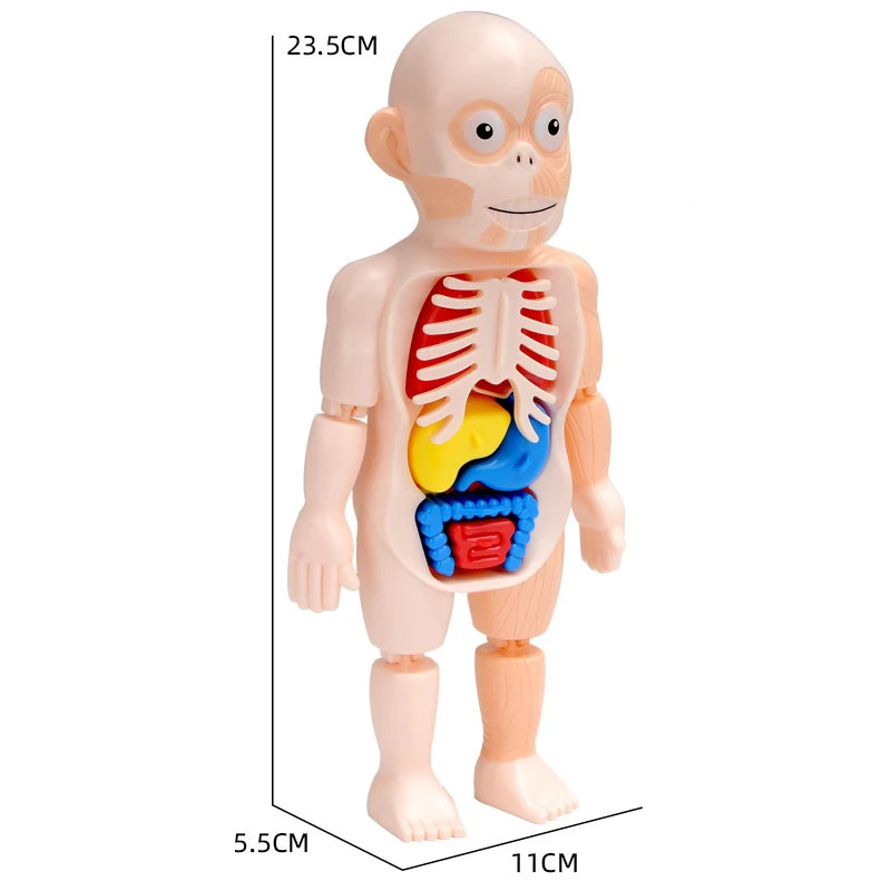 Izglītības Mācību DIY Saliktas Rotaļlietas Komplekti Ķermeņa Orgānu Medicīnas Mācību Rīki Montessori 3D Puzzle Cilvēka Ķermeņa Anatomiju Modelis Rotaļlietas