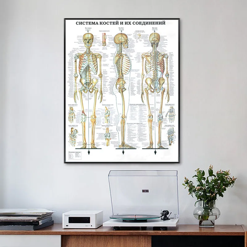 Cilvēka Anatomija Sienas, Mākslas Plakātu Drukas Skeleta, Muskuļu Medicīnisko Izglītību Kanvas Glezna HD Drukāt Mūsdienu Mājas Apdare Bildes
