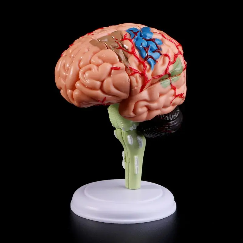 4D Izjauktas Anatomisko Cilvēka galvas Smadzeņu Modelis, Anatomijas Mācību Līdzekli, Statujas, Skulptūras Skola Izmantot C5AE