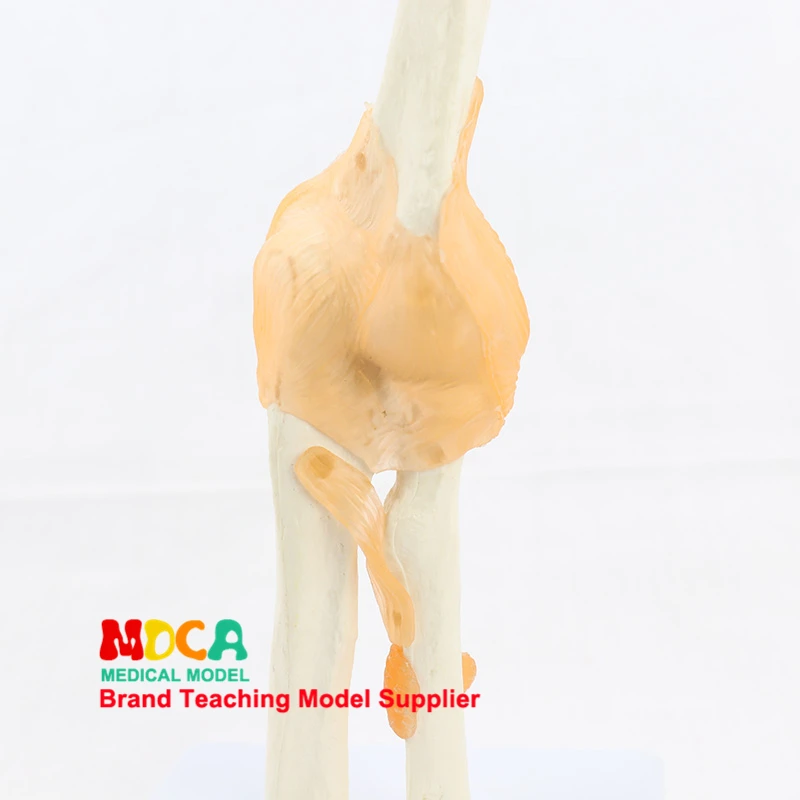 Functional elbow joint model elbow ligament bone model anatomic medicine teaching MGJ002