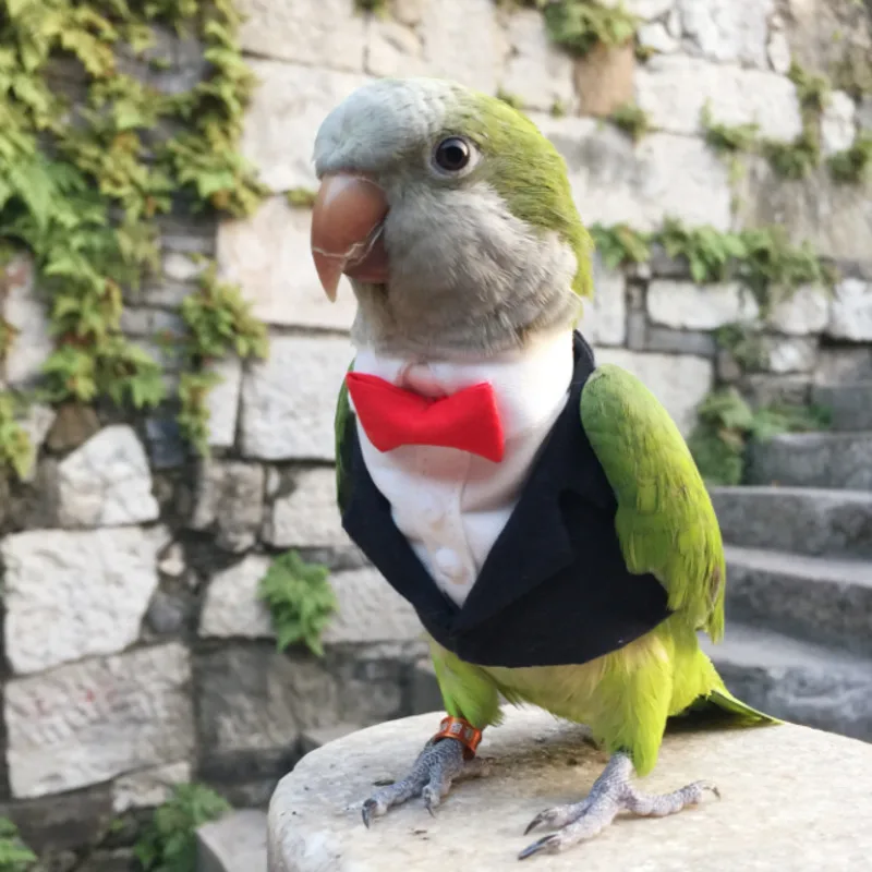 Papagailis Drēbes Sākotnējā Hand-made Custom Putnu Drēbes Gudrs Uzvalks Bleizeri Par Cockatiel Saule Parakeet Mūks Parakeet Macaw Kakadū